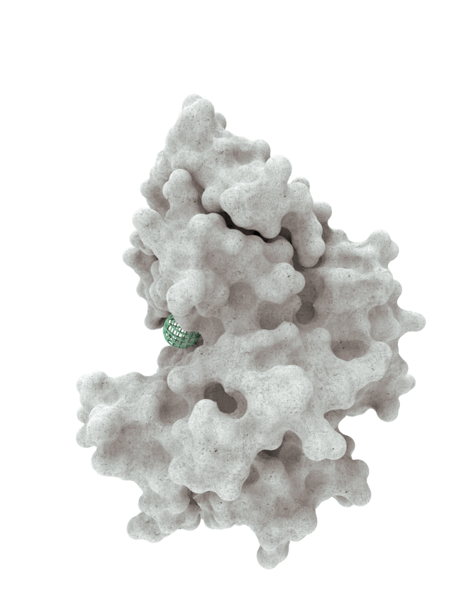 A protein