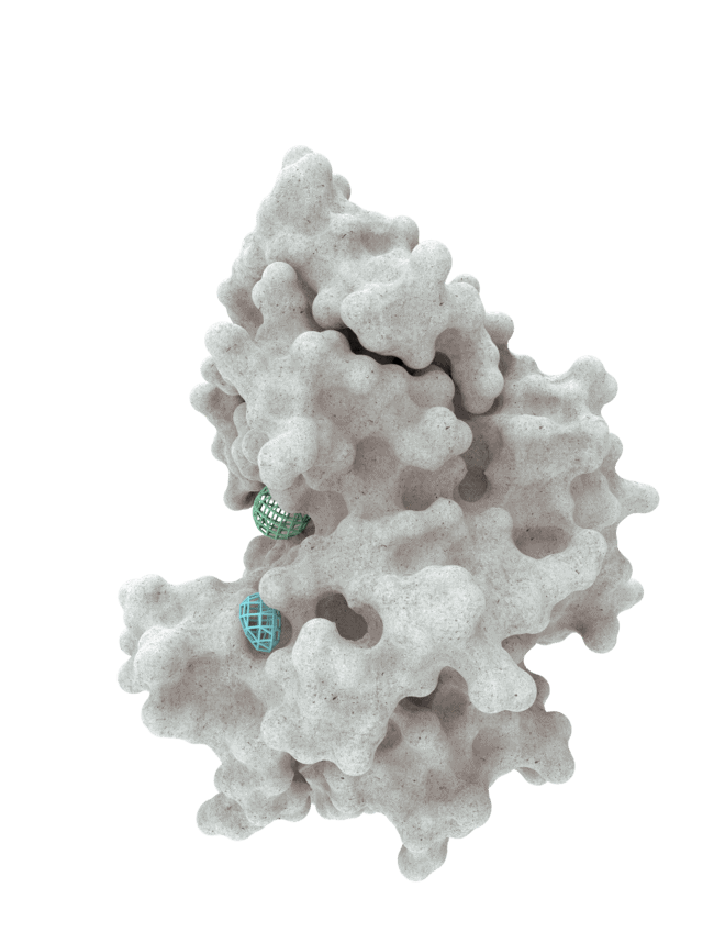 A protein