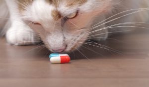 Cute tabby cat sniffs on medicine capsules.