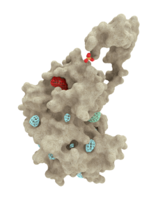 identified proteins